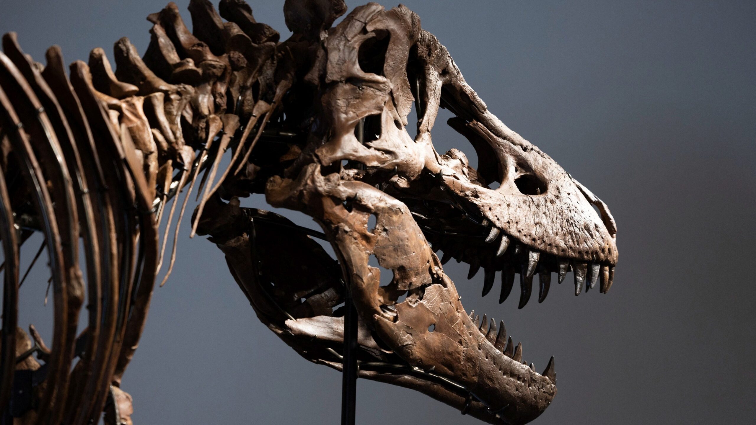 Gus: Rekor Kıran T. rex Fosili